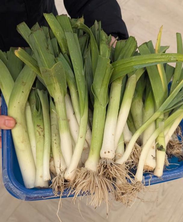 onions from the garden