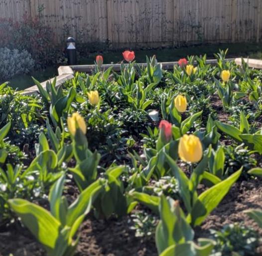 tulips in the garden